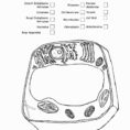 Plant Cell Coloring Worksheet Answers Coloring Pages Plant