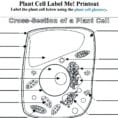 Plant Cell Diagram Worksheet For Kids Wiring All Animal