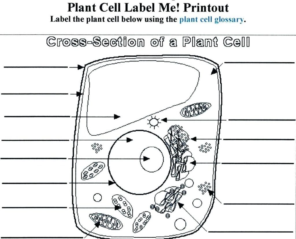 Plant And Animal Cell Worksheet Plant And Animal Cell Worksheet