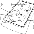 Plant Cell Drawing With Labels At Getdrawings  Free For