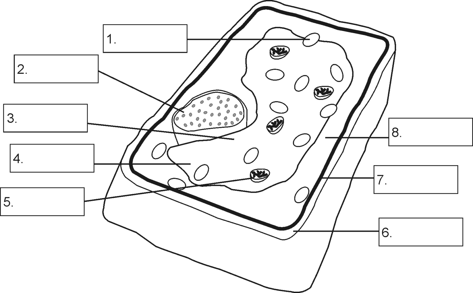 Plant Cell Drawing With Labels At Getdrawings  Free For