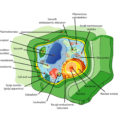 Plant Cell  Parts Functions  Structure Of Plant Cells