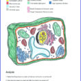 Plant Coloring Cell – Shieldprintco