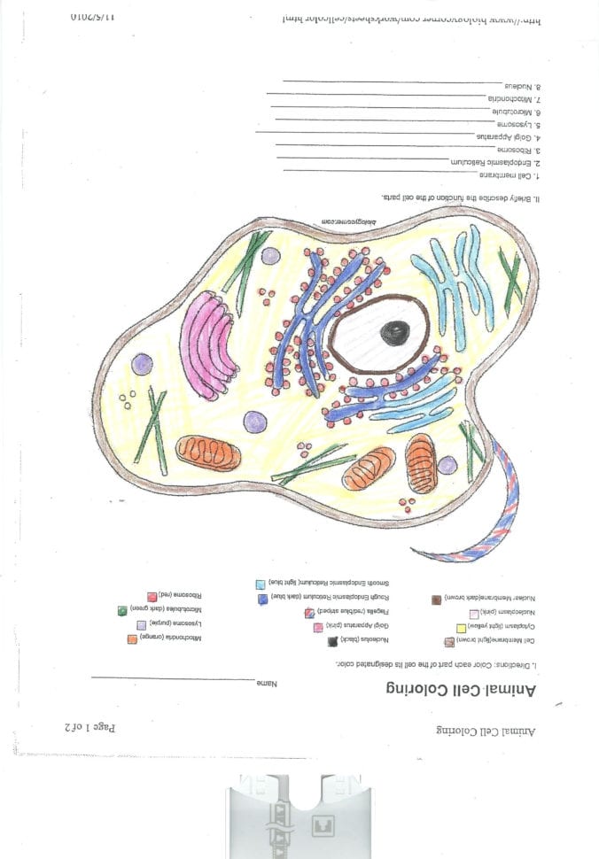 Plant Coloring Cell – Shieldprintco