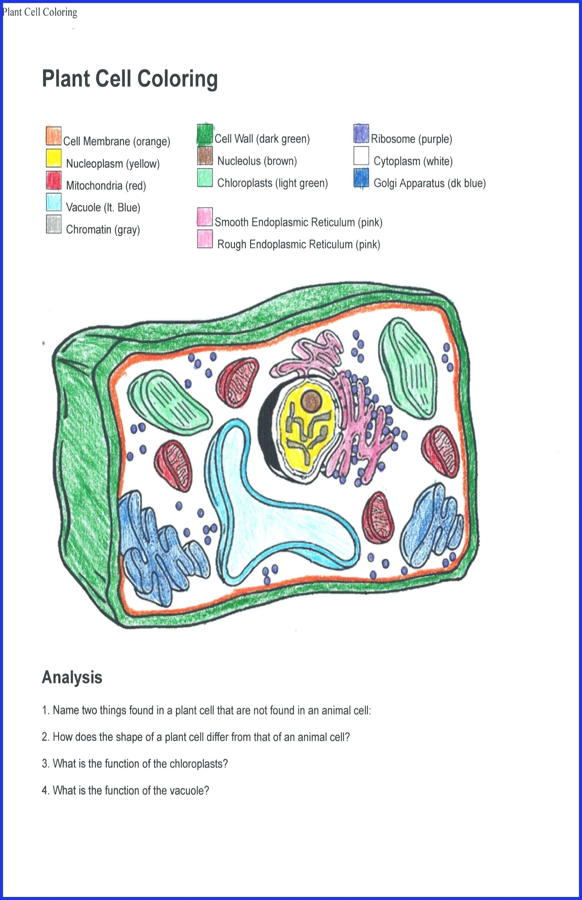 Plant Cell Coloring Worksheet | db-excel.com