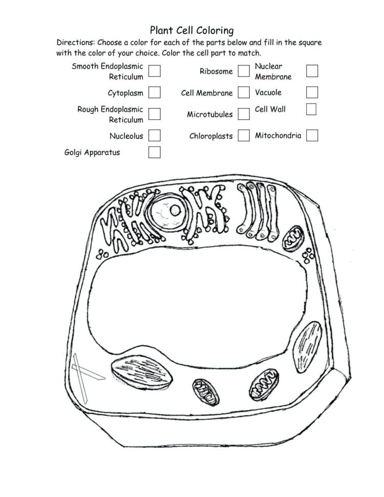 Plant Diagram Coloring Sheet – Mrpageco