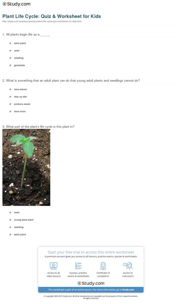 Plant Life Cycle Quiz  Worksheet For Kids  Study