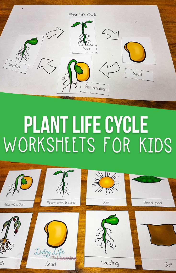Plant Life Cycle Worksheets For Kids