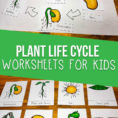 Plant Life Cycle Worksheets For Kids
