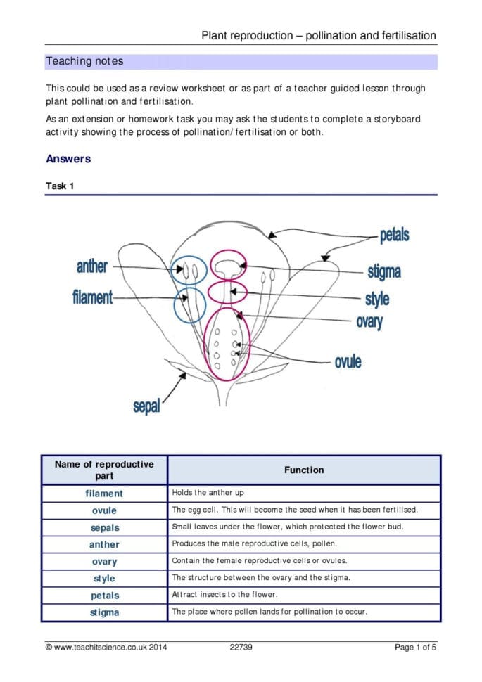 Plant Reproduction  Pollination And Fertilisation – Teachit