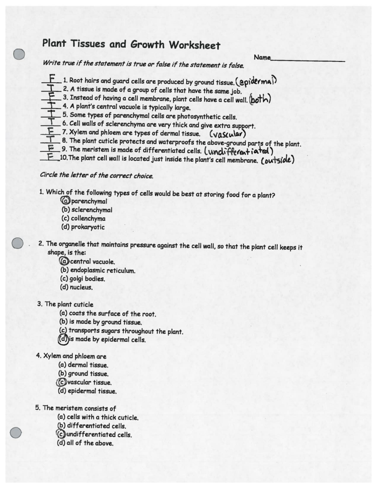 Plant Tissues And Growth Worksheet Cs