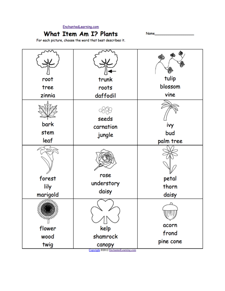 Plants At Enchantedlearning