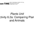Plants Unit Activity 62A Comparing Plants And Animals