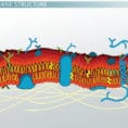 Plasma Membrane Of A Cell Definition Function  Structure