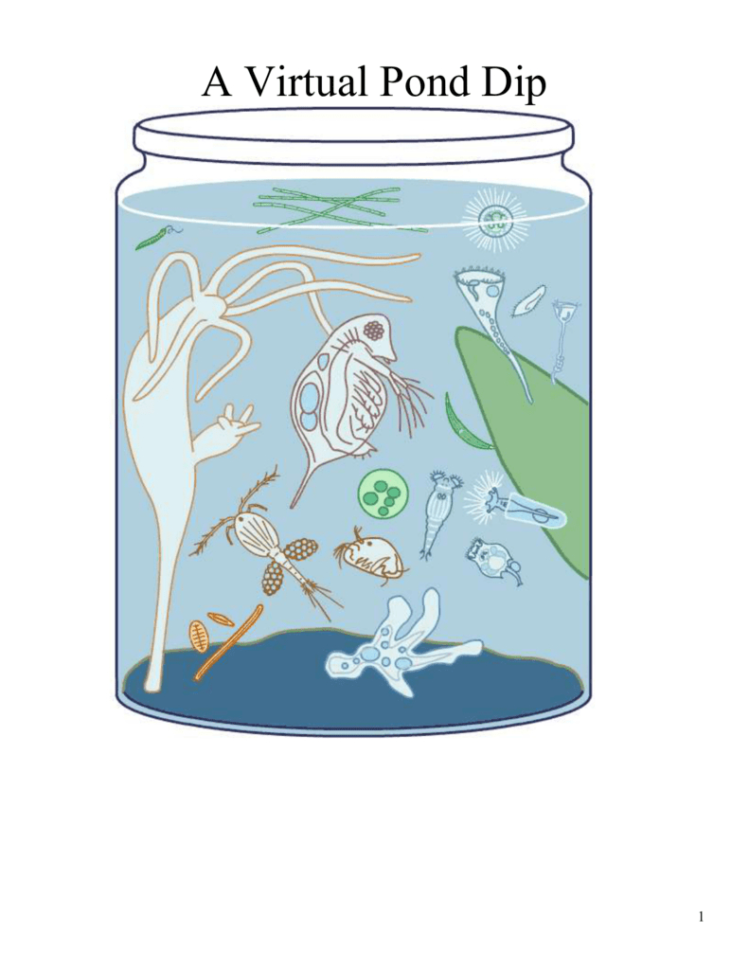 Pond Ter Lab