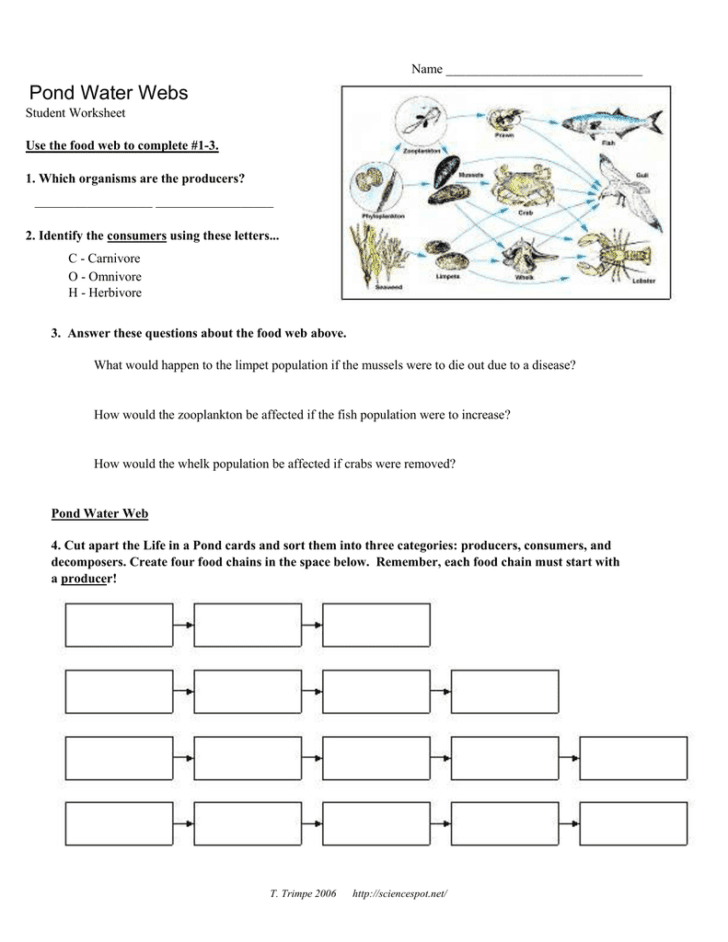 Food Web Worksheet Answers