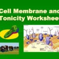 Ppt  Cell Membrane And Tonicity Worksheet Powerpoint