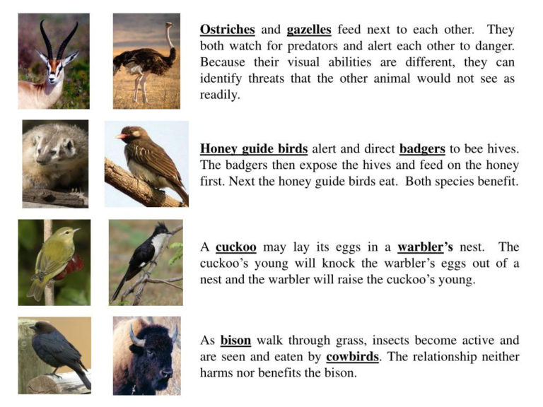 Good Buddies Activity Worksheet Answers — db-excel.com