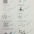 Pre Lab Activity Worksheet Answers