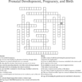 Prenatal Development Pregnancy And Birth Crossword  Word