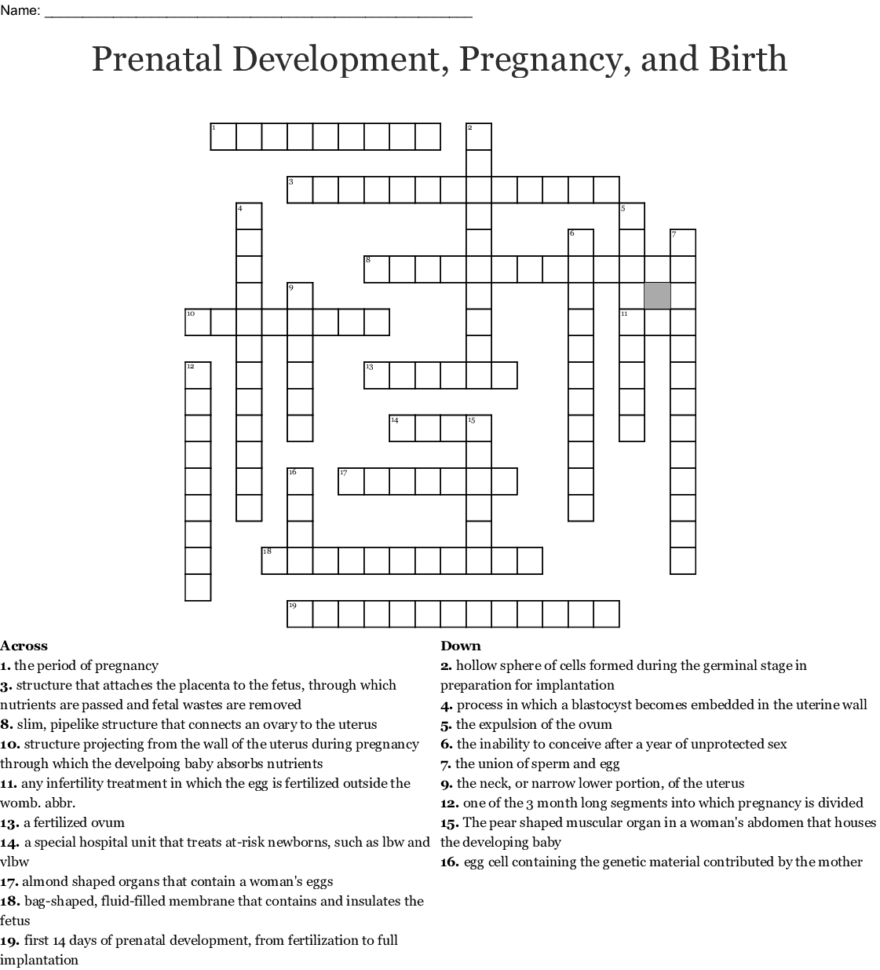 Prenatal Development Pregnancy And Birth Crossword  Word