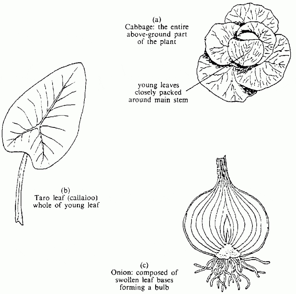 Prevention Of Postharvest Food Losses Fruits Vegetables