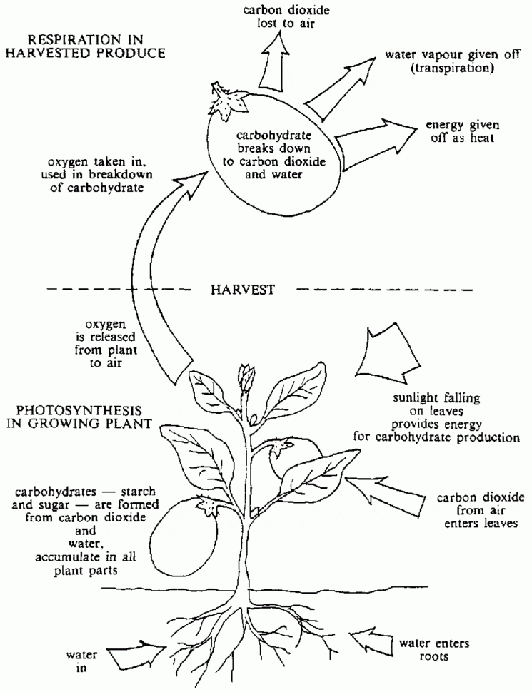 Prevention Of Postharvest Food Losses Fruits Vegetables