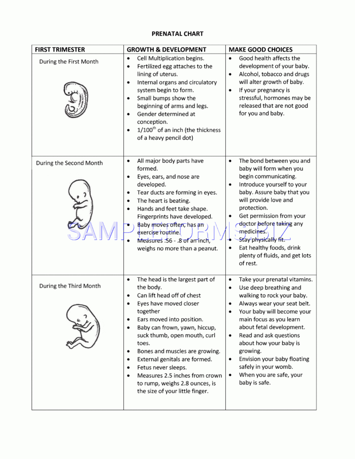 Fetal Development Worksheet