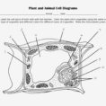 Printable Plant Cell Diagram Labeled Parts  Wiring Diagram Page