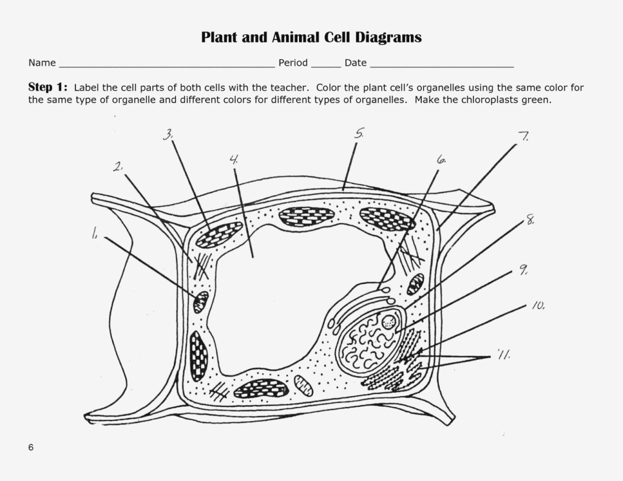 Printable Plant Cell Diagram Labeled Parts  Wiring Diagram Page