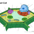 Printable Plant Cell Diagram – Labeled Unlabeled And Blank
