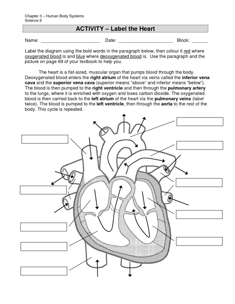 Printable Skin Diagram  Wiring Diagram Shw