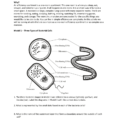Prokaryote And Eukaryote Worksheet