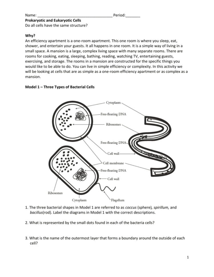 30-prokaryotic-and-eukaryotic-cells-worksheet-education-template