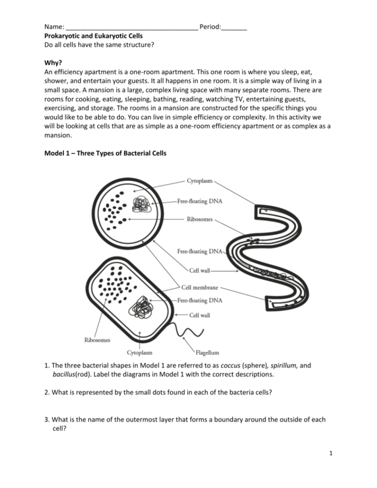 Eukaryote Vs Prokaryote Worksheet Printable Word Searches