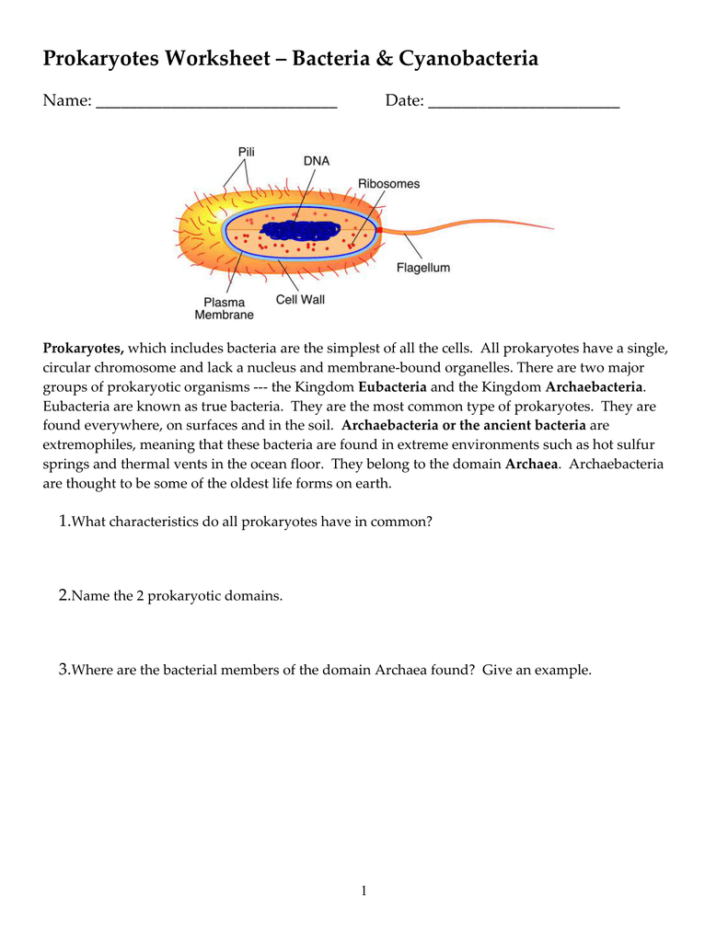Characteristics Of Bacteria Worksheet Answer Key