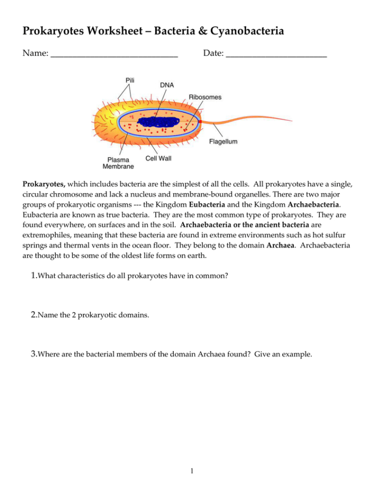 Prokaryotes Worksheet – Bacteria  Cyanobacteria Name Date