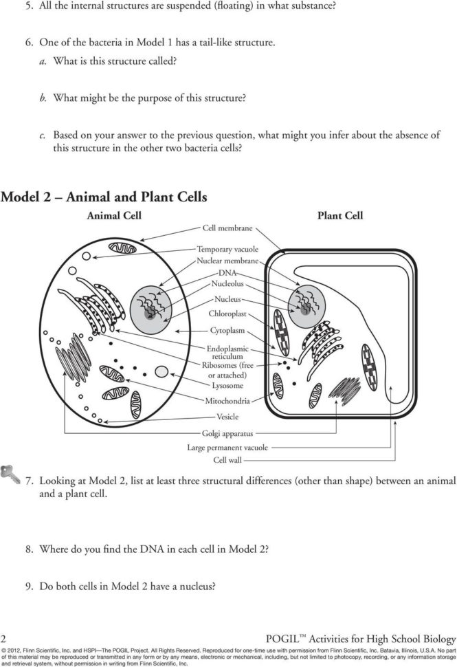 Prokaryotic And Eukaryotic Cells  Pdf