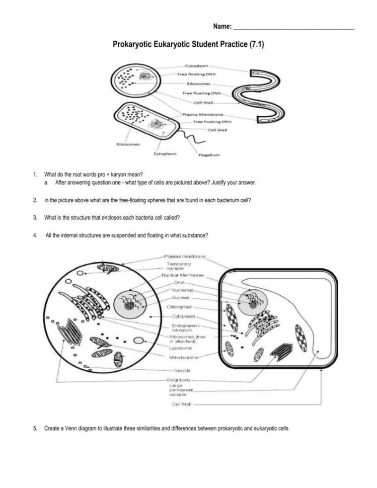 Prokaryotic And Eukaryotic Cells Worksheet Answers Db excel