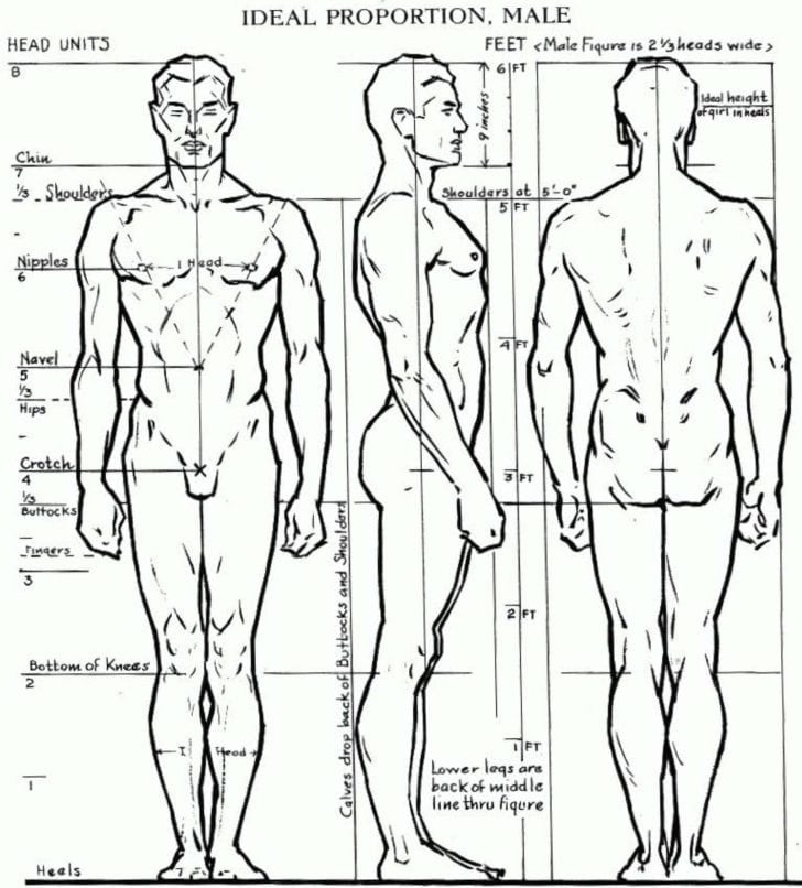 Figure Drawing Proportions Worksheet