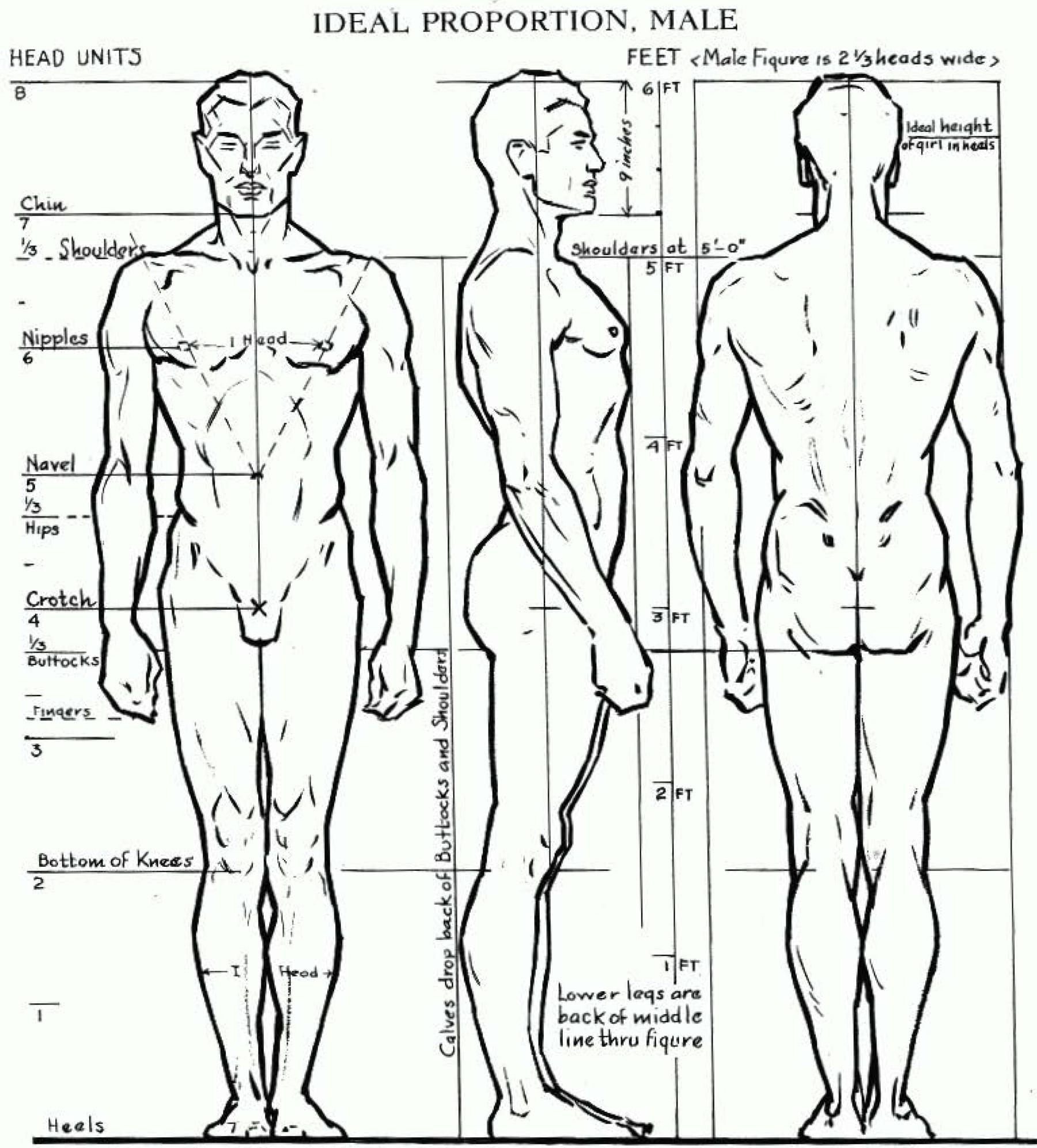 Figure Drawing Proportions Worksheet Db excel
