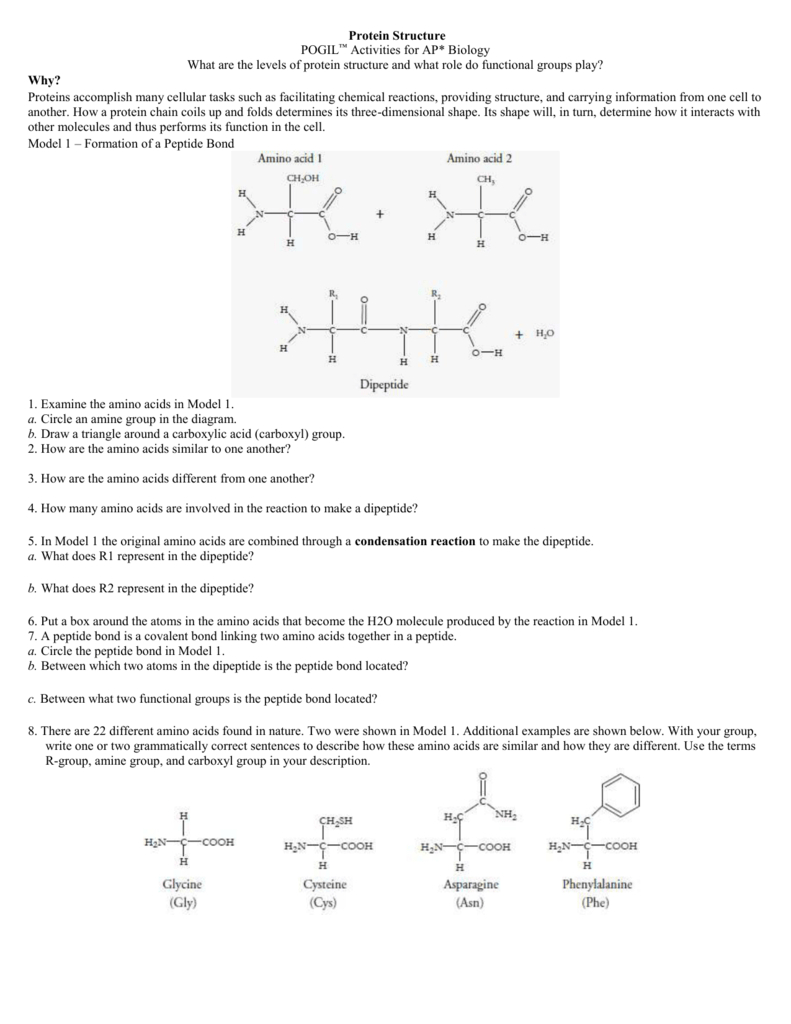 Protein Structure Pogil Worksheet Answers | db-excel.com