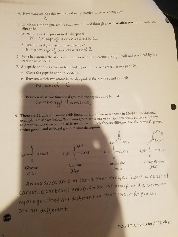 Protein Structure Pogil Worksheet Answers — Db 9481