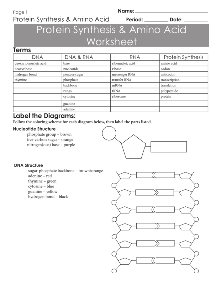 Protein Synthesis  Amino Acid Worksheet