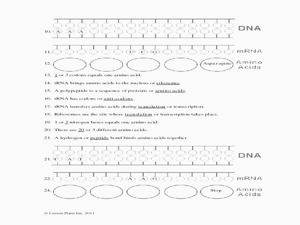 Protein Synthesis  Amino Acid Worksheet