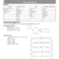Protein Synthesis  Amino Acid Worksheet