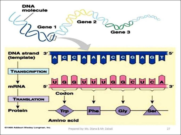 Protein Synthesis Amino Acid Worksheet db excel com
