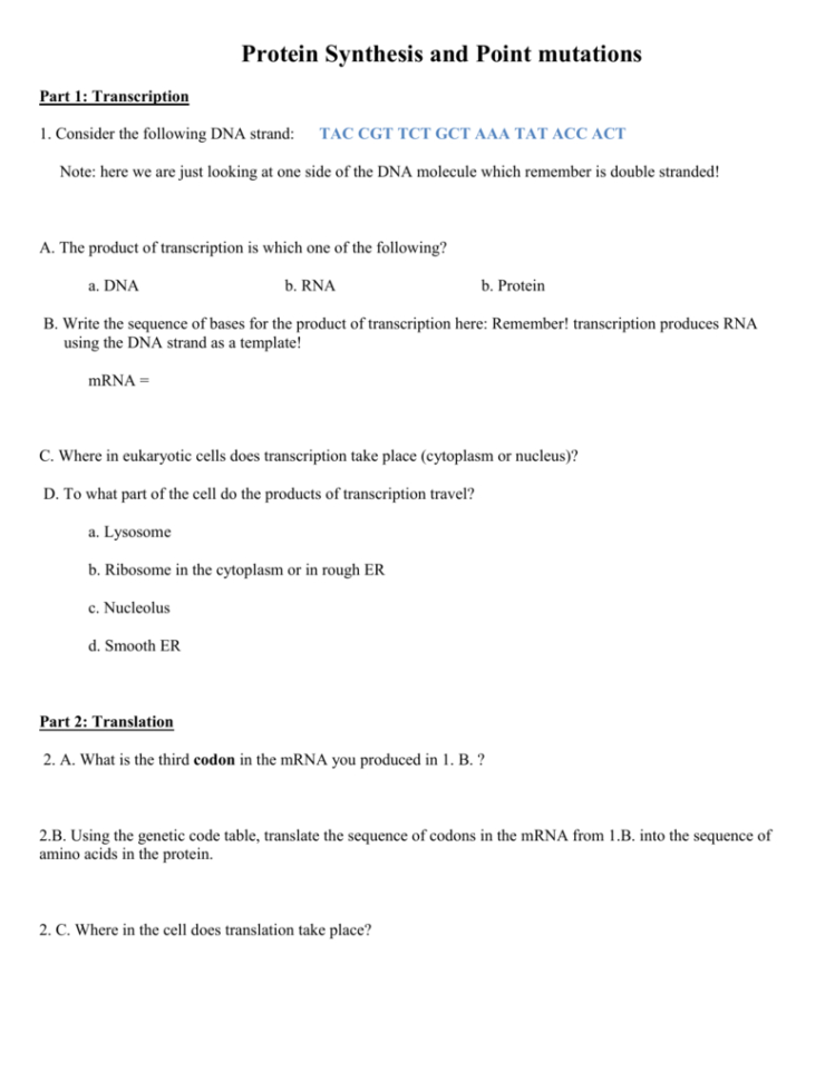 Protein Synthesis And Point Mutations 10 Points