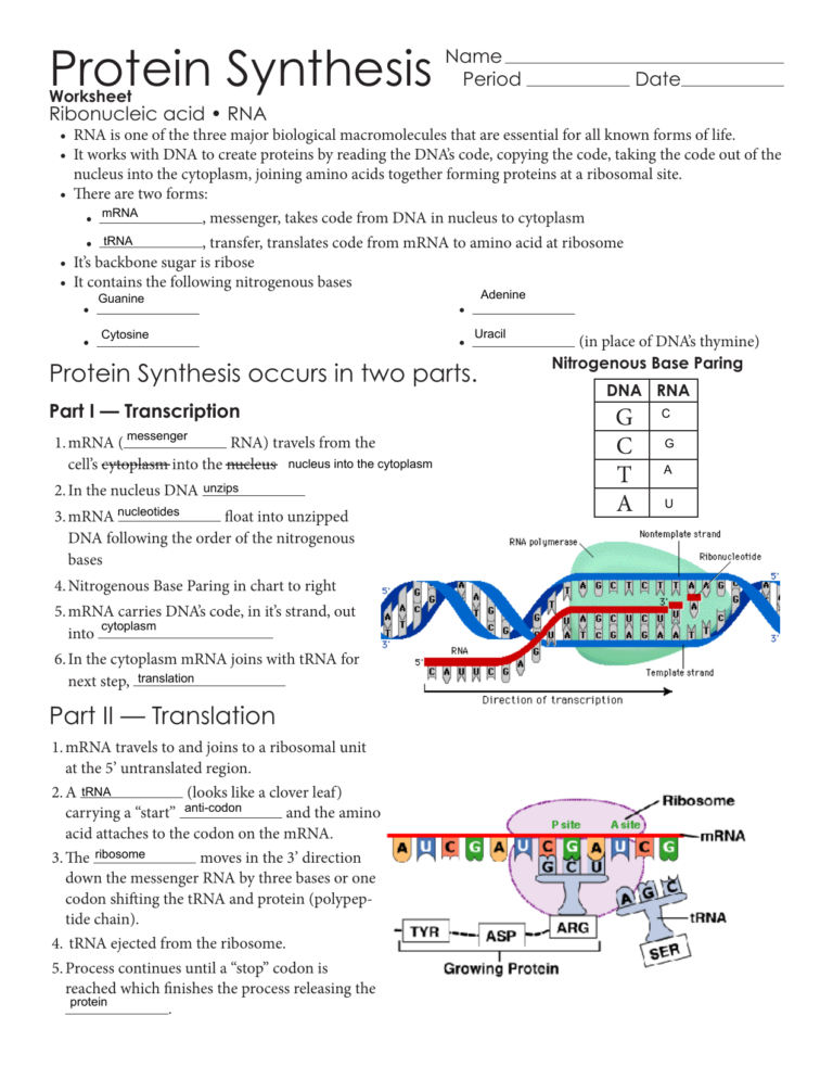 protein-synthesis-and-amino-acid-worksheet-db-excel