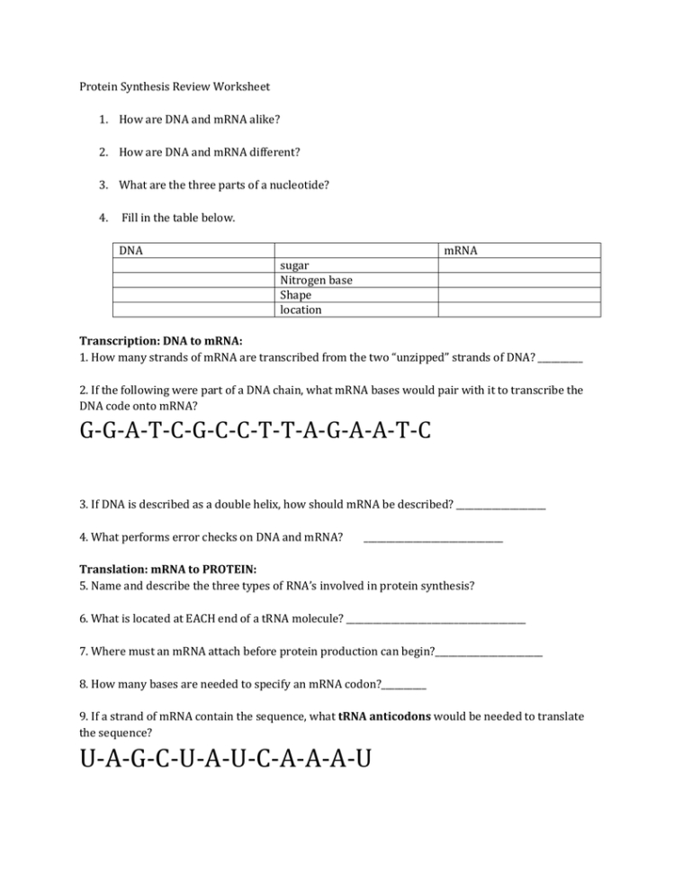 Protein Synthesis Review Worksheet How Are Dna And Mrna Alike
